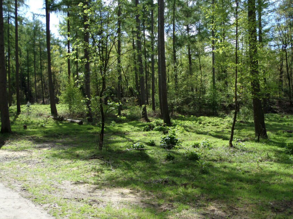 Natuurwerkdagen op 31 oktober en 1 november op De Bosbeek