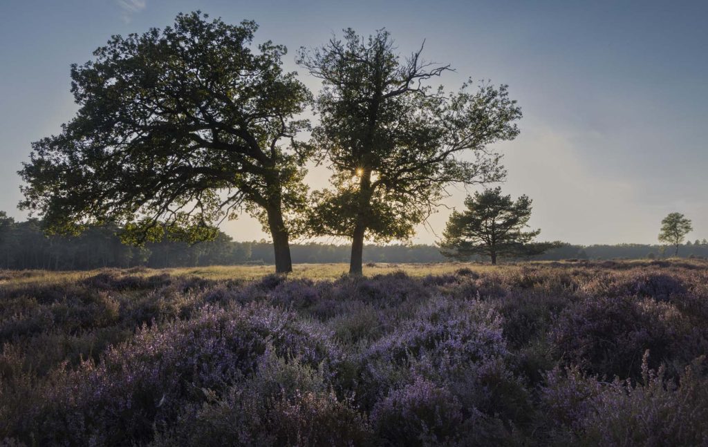 Natuurfotografie Bosbeek en Planken Wambuis