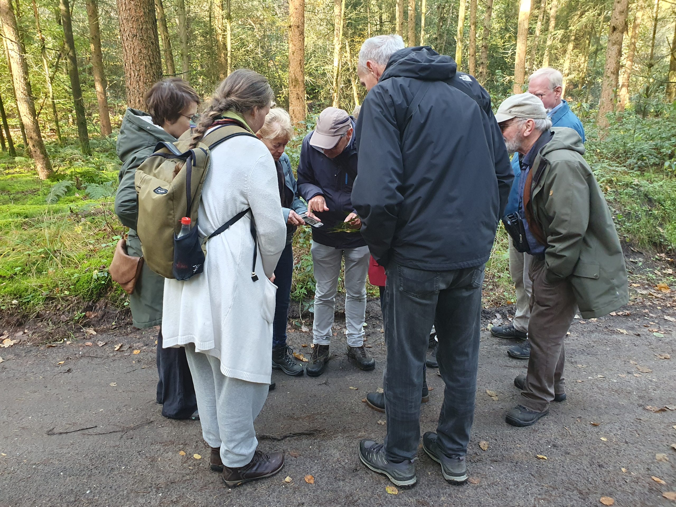 Excursie varens en mossen langs de Molenbeek